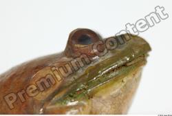Head Bullfrog